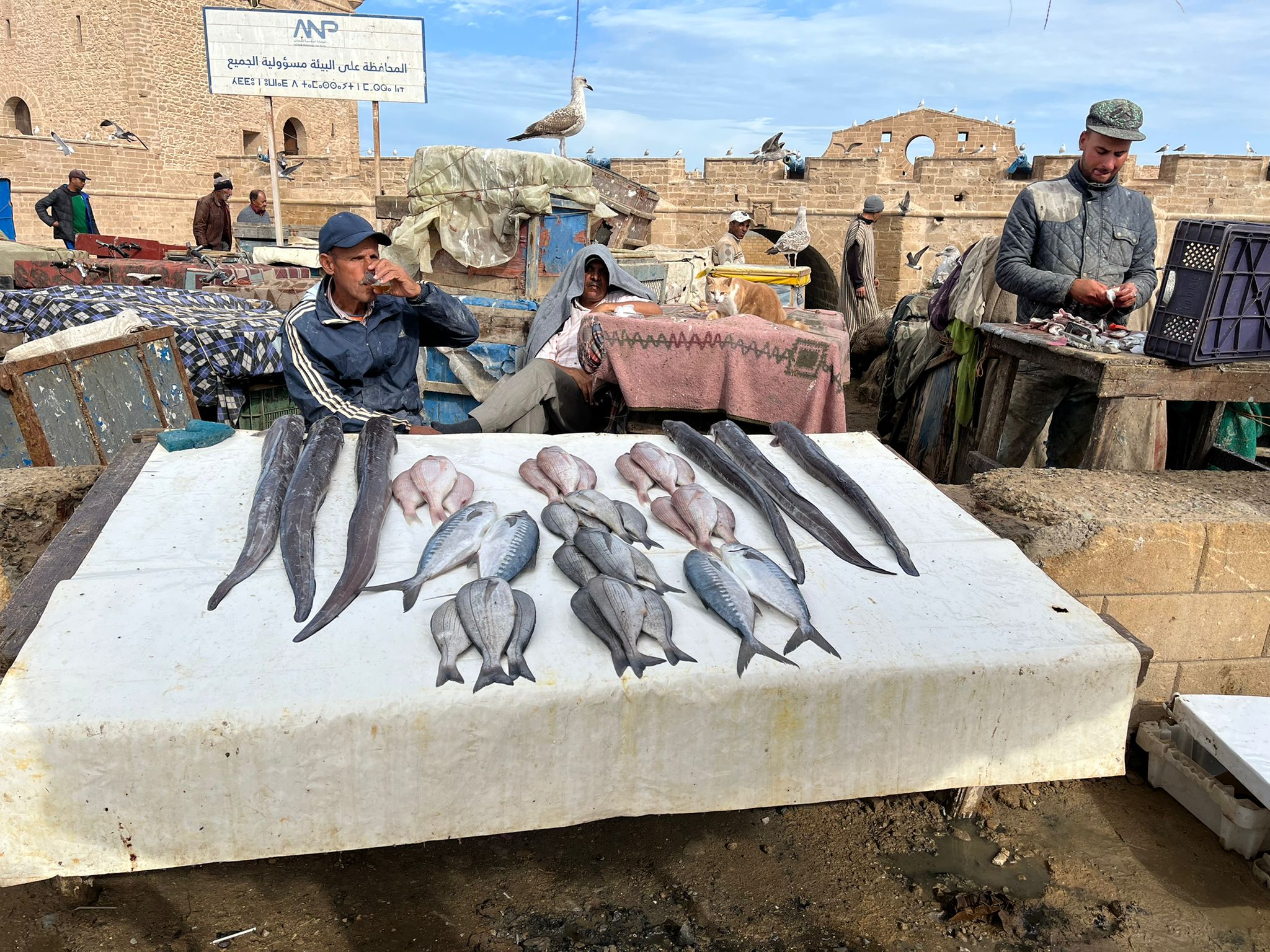 7 Days Savor Morocco Culinary and Cultural Odyssey From Marrakech