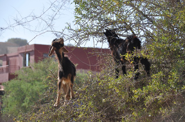 8 Days Coastal Discovery : Marrakech to Essaouira Trek