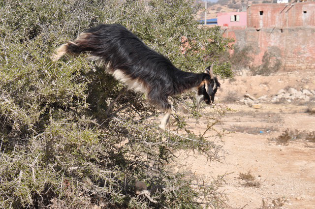 8 Days Coastal Discovery : Marrakech to Essaouira Trek