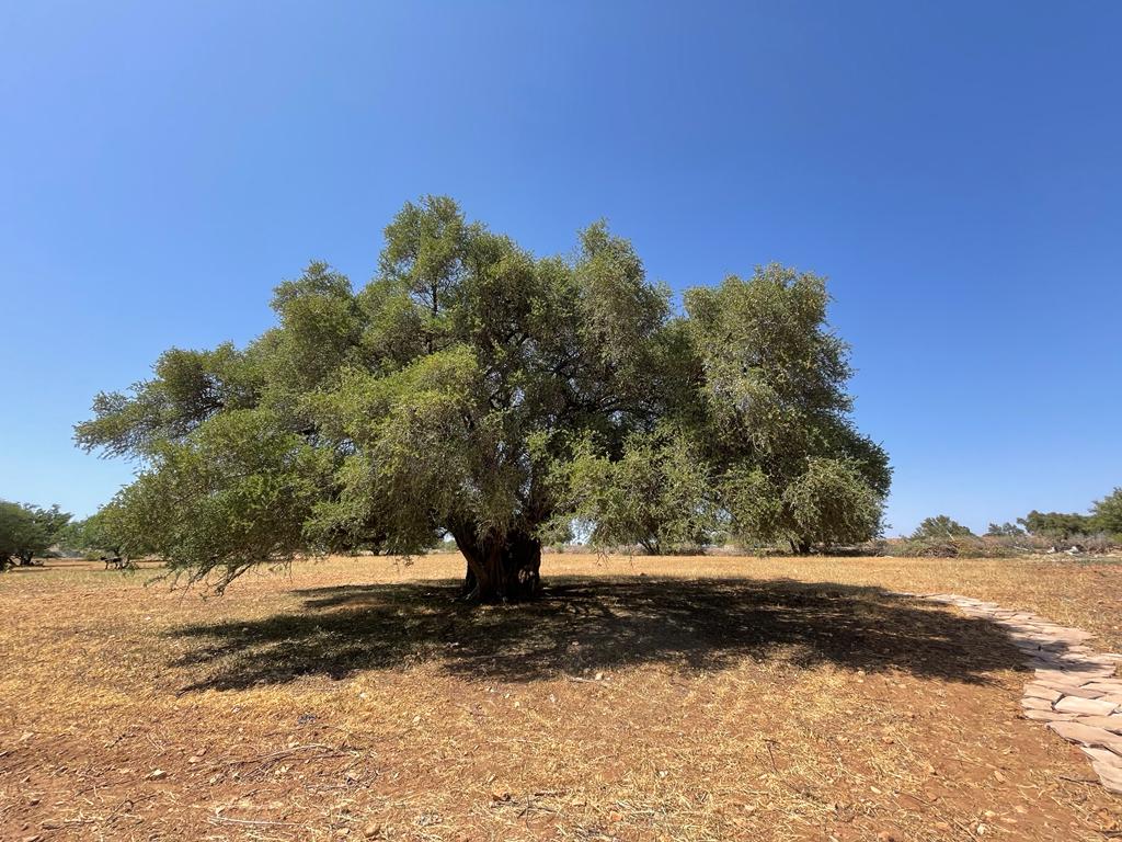 8 Days Coastal Discovery : Marrakech to Essaouira Trek